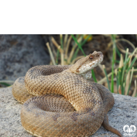 گونه مار افعی لطیفی Latifi’s Viper